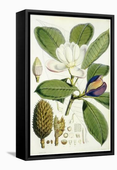 Talauma Hodgsonii-John Nugent Fitch-Framed Stretched Canvas