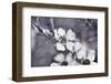 Tales from an Enchanted Glen III-Gillian Hunt-Framed Photographic Print