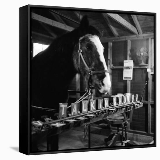 "Talking" Horse Named Lady Wonder Who Uses a Giant "Typewriter" to Give Simple Answers-null-Framed Stretched Canvas