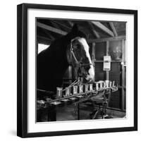 "Talking" Horse Named Lady Wonder Who Uses a Giant "Typewriter" to Give Simple Answers-null-Framed Photographic Print