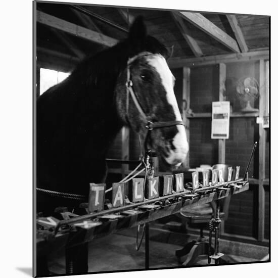 "Talking" Horse Named Lady Wonder Who Uses a Giant "Typewriter" to Give Simple Answers-null-Mounted Photographic Print