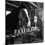 "Talking" Horse Named Lady Wonder Who Uses a Giant "Typewriter" to Give Simple Answers-null-Mounted Photographic Print