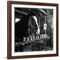 "Talking" Horse Named Lady Wonder Who Uses a Giant "Typewriter" to Give Simple Answers-null-Framed Photographic Print