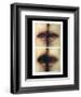 Talking Mouths, 1997-Evelyn Williams-Framed Giclee Print
