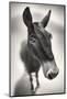 Talking to Me-Ben Heine-Mounted Photographic Print