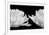 Talking Zen, 2006 (Piezography b/w photo)-null-Framed Photographic Print