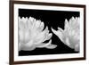 Talking Zen, 2006 (Piezography b/w photo)-null-Framed Photographic Print