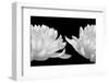 Talking Zen, 2006-Hiroyuki Arakawa-Framed Photographic Print