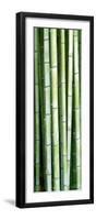 Tall Bamboo-Herb Dickinson-Framed Photographic Print