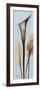 Tall Brown Calla Lily-Albert Koetsier-Framed Art Print