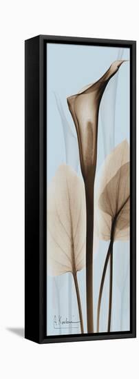 Tall Brown Calla Lily-Albert Koetsier-Framed Stretched Canvas