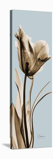 Tall Brown Tulip 2-Albert Koetsier-Stretched Canvas