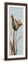 Tall Brown Tulip 2-Albert Koetsier-Framed Art Print