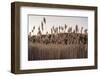 Tall Common Reed Stems Dancing in Wind-Sanghwan Kim-Framed Photographic Print