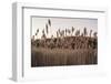 Tall Common Reed Stems Dancing in Wind-Sanghwan Kim-Framed Photographic Print