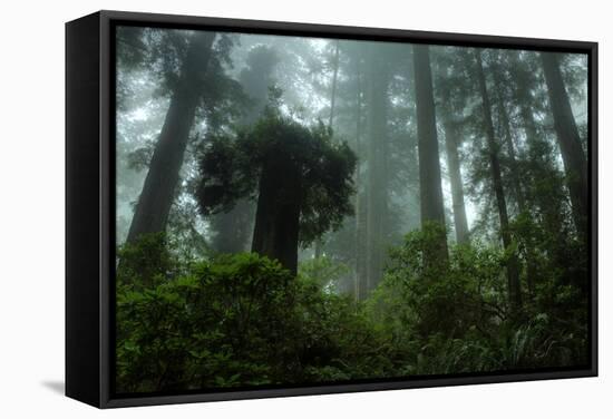 Tall Cool Mist-Vincent James-Framed Stretched Canvas