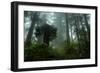 Tall Cool Mist-Vincent James-Framed Photographic Print