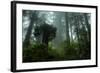 Tall Cool Mist-Vincent James-Framed Photographic Print