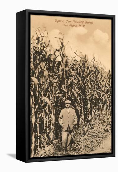 Tall Corn, Pine Plains, New York-null-Framed Stretched Canvas