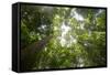 Tall Dipterocarp Trees in Primary Rainforest in the Maliau Basin Conservation Area-Louise Murray-Framed Stretched Canvas