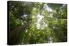 Tall Dipterocarp Trees in Primary Rainforest in the Maliau Basin Conservation Area-Louise Murray-Stretched Canvas