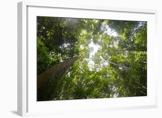 Tall Dipterocarp Trees in Primary Rainforest in the Maliau Basin Conservation Area-Louise Murray-Framed Photographic Print