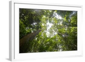 Tall Dipterocarp Trees in Primary Rainforest in the Maliau Basin Conservation Area-Louise Murray-Framed Photographic Print