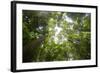 Tall Dipterocarp Trees in Primary Rainforest in the Maliau Basin Conservation Area-Louise Murray-Framed Photographic Print
