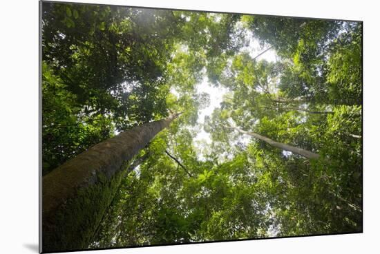 Tall Dipterocarp Trees in Primary Rainforest in the Maliau Basin Conservation Area-Louise Murray-Mounted Photographic Print