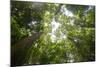 Tall Dipterocarp Trees in Primary Rainforest in the Maliau Basin Conservation Area-Louise Murray-Mounted Photographic Print