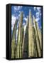 Tall Garden of Cactus-Bill Carson Photography-Framed Stretched Canvas