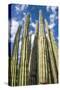 Tall Garden of Cactus-Bill Carson Photography-Stretched Canvas