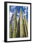 Tall Garden of Cactus-Bill Carson Photography-Framed Art Print