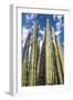 Tall Garden of Cactus-Bill Carson Photography-Framed Art Print