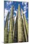 Tall Garden of Cactus-Bill Carson Photography-Mounted Art Print