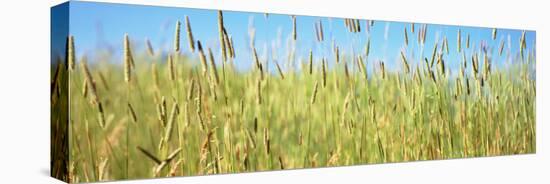 Tall Grass in Field, California, USA-null-Stretched Canvas