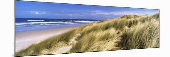 Tall Grass on the Beach, Bamburgh, Northumberland, England-null-Mounted Photographic Print