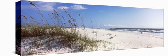 Tall Grass on the Beach, Perdido Key Area, Gulf Islands National Seashore, Pensacola, Florida, USA-null-Stretched Canvas