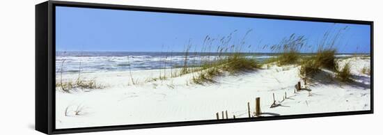 Tall Grass on the Beach, Perdido Key Area, Gulf Islands National Seashore, Pensacola, Florida, USA-null-Framed Stretched Canvas