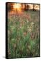 Tall Grass Prairie, Iroquois County State Wildlife Area, Illinois, USA-Adam Jones-Framed Stretched Canvas