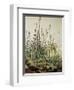 Tall Grass-Albrecht Dürer-Framed Art Print