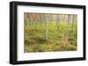 Tall Grasses-Michael Hudson-Framed Art Print