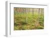 Tall Grasses-Michael Hudson-Framed Art Print