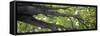 Tall green maple tree, Orca Island, Washington, USA-Panoramic Images-Framed Stretched Canvas