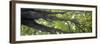 Tall green maple tree, Orca Island, Washington, USA-Panoramic Images-Framed Photographic Print