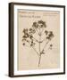 Tall Meadow Rue-H^ T^ Shores-Framed Giclee Print