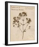 Tall Meadow Rue-H^ T^ Shores-Framed Giclee Print