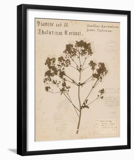 Tall Meadow Rue-H^ T^ Shores-Framed Giclee Print