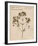Tall Meadow Rue-H^ T^ Shores-Framed Giclee Print