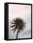 Tall Palm-PhotoINC Studio-Framed Stretched Canvas